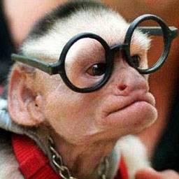 le singe
